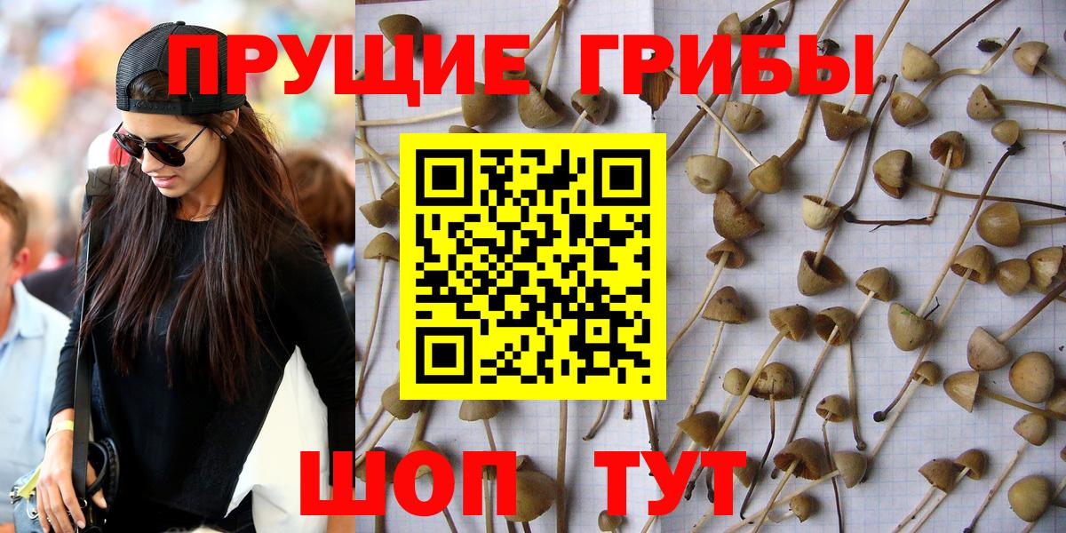 Псилоцибиновые грибы мицелий Солнечногорск